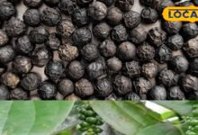 Small Grain, Big Impact, Boosts Immunity and Digestion