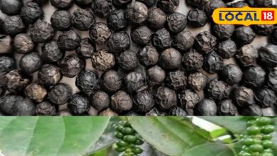 Small Grain, Big Impact, Boosts Immunity and Digestion