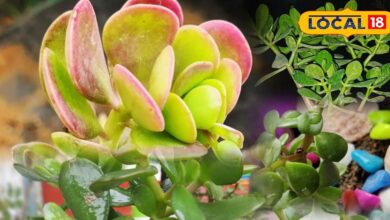 Gardening Tips: ये है भगवान कुबेर का पसंदीदा पौधा! घर में लाता है सुख-समृद्धि, जानें लगाने का सही तरीका - Rajasthan News