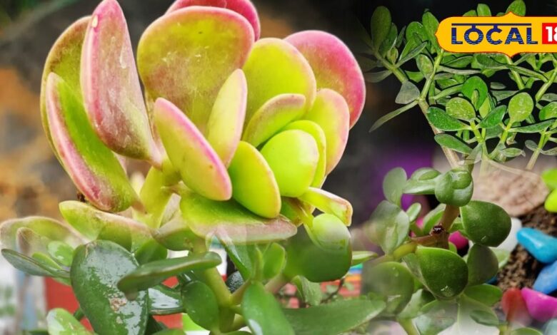 Gardening Tips: ये है भगवान कुबेर का पसंदीदा पौधा! घर में लाता है सुख-समृद्धि, जानें लगाने का सही तरीका - Rajasthan News
