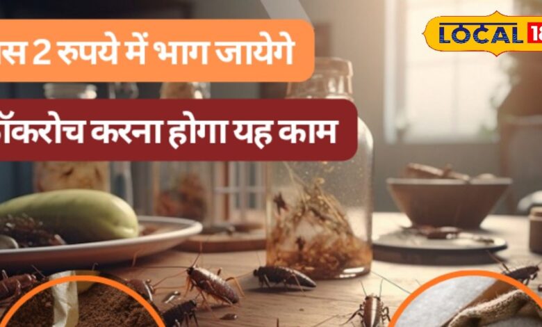 Cockroach Home Remedies | How to Get Rid of Cockroaches | Easy Cockroach Solution | Cheap Home Remedies for Cockroaches | Natural Cockroach Killer | Cockroach Prevention Tips