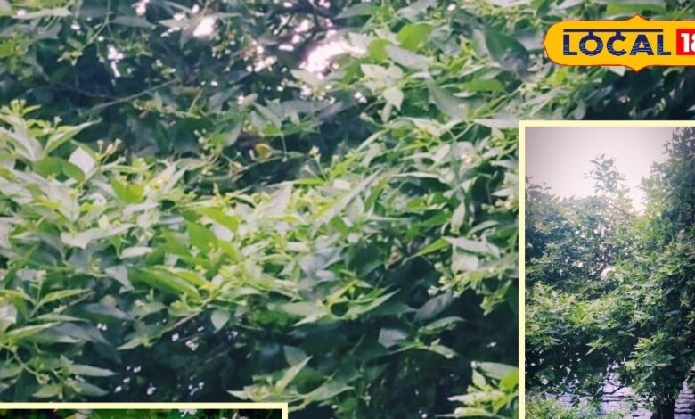 दीपावली से पहले घर में लगाएं ये दिव्य पौधा, मिलेगा देवताओं का वास, धन-समृद्धि और शांति का आशीर्वाद