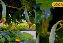 Gardening Tips : घर पर गार्डन को बनाएं हरा-भरा, भरतपुर के देसी तरीके से तोरई उगाएं बड़ी, ताजी और केमिकलमुक्त