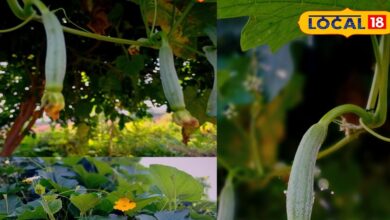 Gardening Tips : घर पर गार्डन को बनाएं हरा-भरा, भरतपुर के देसी तरीके से तोरई उगाएं बड़ी, ताजी और केमिकलमुक्त