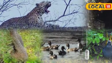 Diwali Special Trip | Kumbhalgarh Safari | Diwali Travel | Rajasthan Tourism | wildlife Safari | Adventure Trip | Jungle Experience | panther sighting