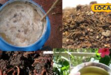 Gardening Tips | Natural Fertilizer | Home Remedies For Plants | Organic Gardening | Plant Care Tips | Eco-Friendly Fertilizer