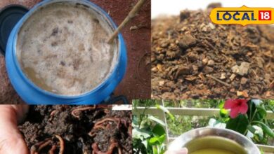 Gardening Tips | Natural Fertilizer | Home Remedies For Plants | Organic Gardening | Plant Care Tips | Eco-Friendly Fertilizer
