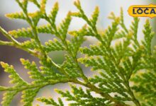 Gardening Tips: घर की खूबसूरती में लगाने हैं चार चांद,  अपने किचन गार्डन में शामिल करें यह खास पौधा
