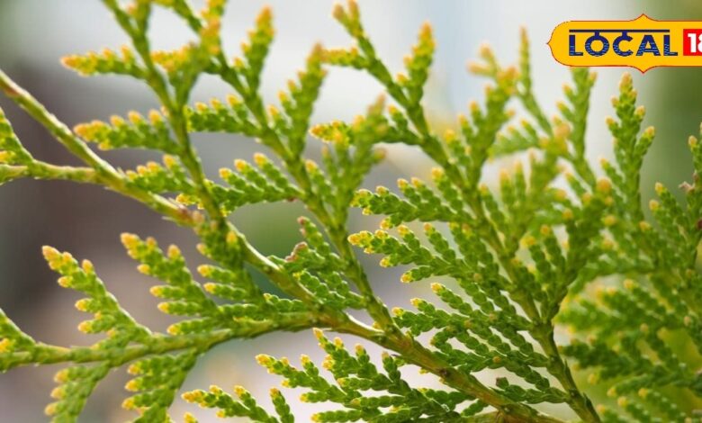 Gardening Tips: घर की खूबसूरती में लगाने हैं चार चांद,  अपने किचन गार्डन में शामिल करें यह खास पौधा