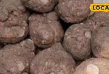 Health Tips: जानिए क्यों आयुर्वेद में जमीकंद को कहा गया 'कंदों का राजा, स्वाद, सेहत और औषधीय गुणों का है ख़जाना!