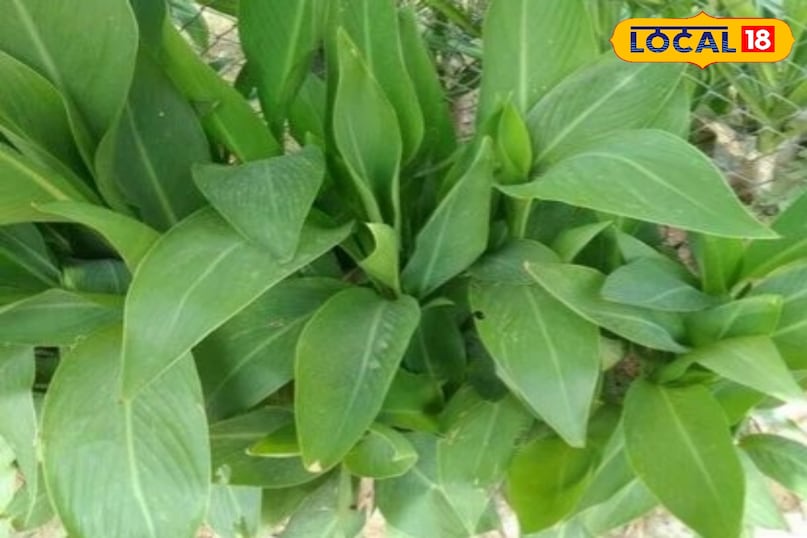 केली का पौधा 