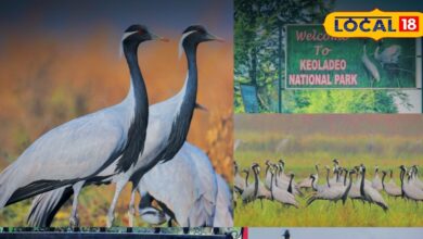 Kevladev National Park | Bharatpur Birds | Kurjan Migration | Russian Birds in India | Bird Watching Rajasthan | Winter Tourism India | Migratory Birds 2025