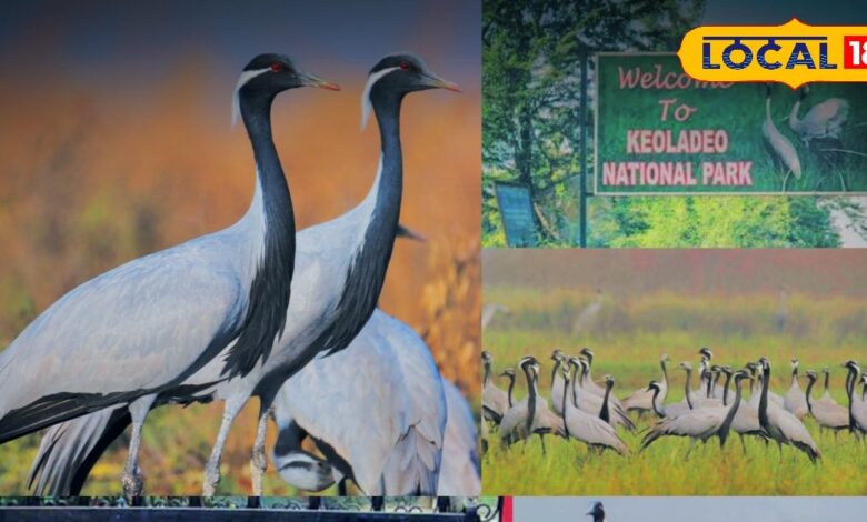 Kevladev National Park | Bharatpur Birds | Kurjan Migration | Russian Birds in India | Bird Watching Rajasthan | Winter Tourism India | Migratory Birds 2025
