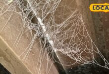 Spiders At Home | Get Rid Of Spiders | Desi Home Remedy | Ayurvedic tips | home cleaning tips | pest control |easy home solution