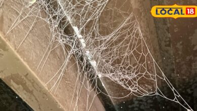 Spiders At Home | Get Rid Of Spiders | Desi Home Remedy | Ayurvedic tips | home cleaning tips | pest control |easy home solution