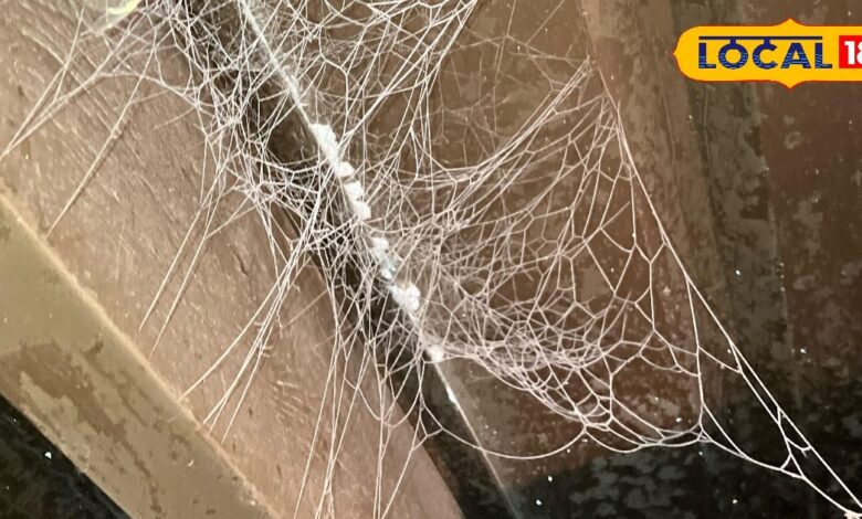 Spiders At Home | Get Rid Of Spiders | Desi Home Remedy | Ayurvedic tips | home cleaning tips | pest control |easy home solution