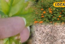 Gardening Tips: गार्डन में फूल नहीं खिल रहे? मिट्टी में मिलाएं बोन मील खाद, कुछ ही दिनों में दिखने लगेगा असर - Rajasthan News