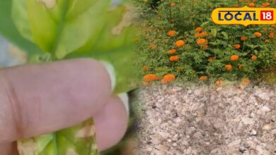 Gardening Tips: गार्डन में फूल नहीं खिल रहे? मिट्टी में मिलाएं बोन मील खाद, कुछ ही दिनों में दिखने लगेगा असर - Rajasthan News