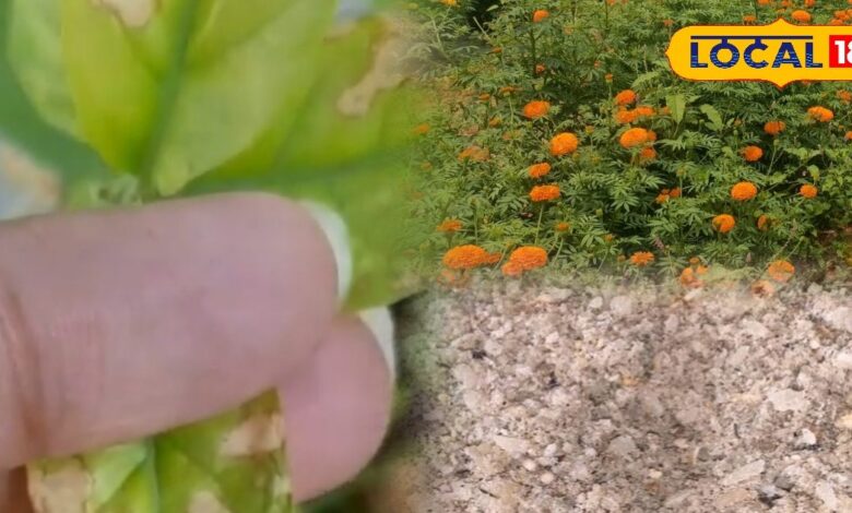 Gardening Tips: गार्डन में फूल नहीं खिल रहे? मिट्टी में मिलाएं बोन मील खाद, कुछ ही दिनों में दिखने लगेगा असर - Rajasthan News