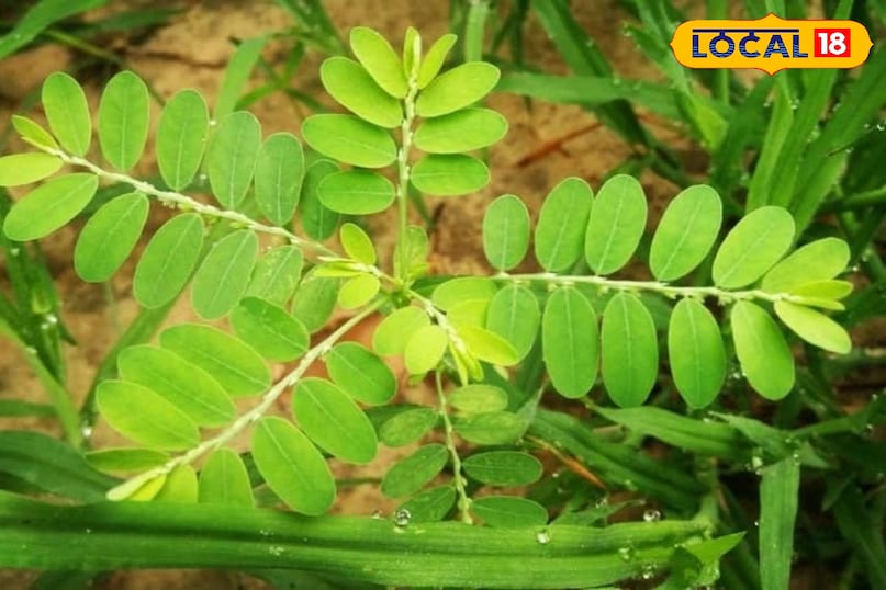 गुगा जांटी