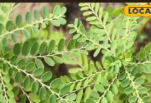 Health Tips: पीलिया, फैटी लिवर और हेपेटाइटिस में असरदार है गुगा जांटी, एक्सपर्ट से जानें कब और कैसे करें सेवन