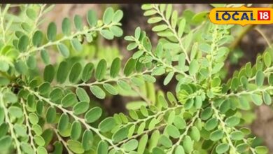 Health Tips: पीलिया, फैटी लिवर और हेपेटाइटिस में असरदार है गुगा जांटी, एक्सपर्ट से जानें कब और कैसे करें सेवन