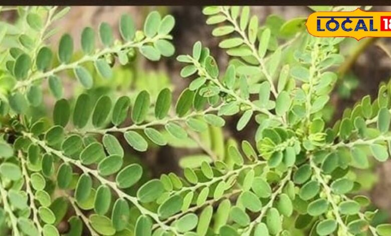 Health Tips: पीलिया, फैटी लिवर और हेपेटाइटिस में असरदार है गुगा जांटी, एक्सपर्ट से जानें कब और कैसे करें सेवन