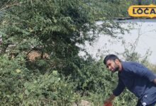 कमाल है खरपतवार हटाने का यह देसी तरीका, मिट्टी और पौधों को नुकसान पहुंचाए बिना गार्डन रहेंगे साफ - Rajasthan News