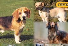 Pets Tips: ये है वो 5 डॉग ब्रीड्स जो आपके परिवार के लिए हैं परफेक्ट और बजट में फिट, बच्चों को भी आएंगे खुब पसंद