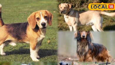 Pets Tips: ये है वो 5 डॉग ब्रीड्स जो आपके परिवार के लिए हैं परफेक्ट और बजट में फिट, बच्चों को भी आएंगे खुब पसंद
