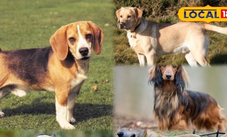 Pets Tips: ये है वो 5 डॉग ब्रीड्स जो आपके परिवार के लिए हैं परफेक्ट और बजट में फिट, बच्चों को भी आएंगे खुब पसंद
