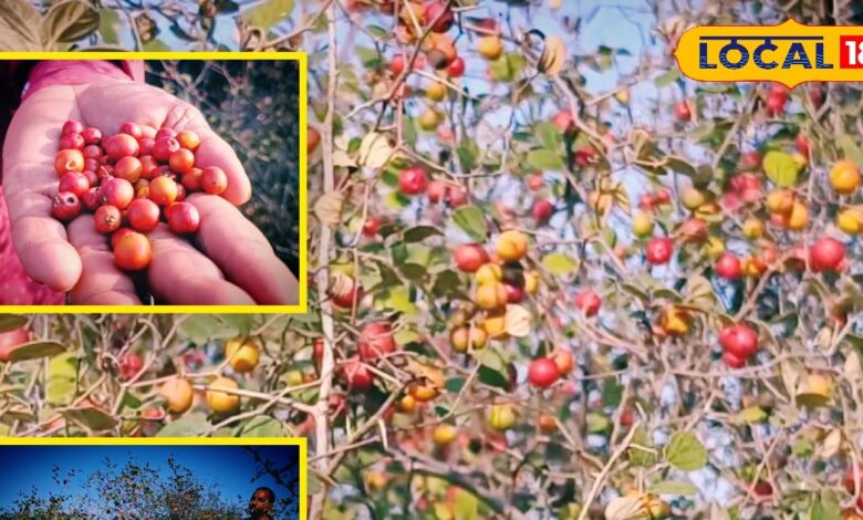 दिवाली के दियों की रोशनी से पकता है यह फल: त्रेतायुग से है संबंध, शबरी ने भगवान राम को खिलाया था यही फल 