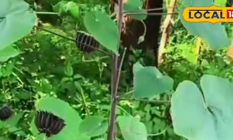 Health Tips: प्रकृति का अनमोल खजाना है यह पौधा, जोड़ों के दर्द में है सबसे कारगर औषधि, जान लें सेवन का तरीका