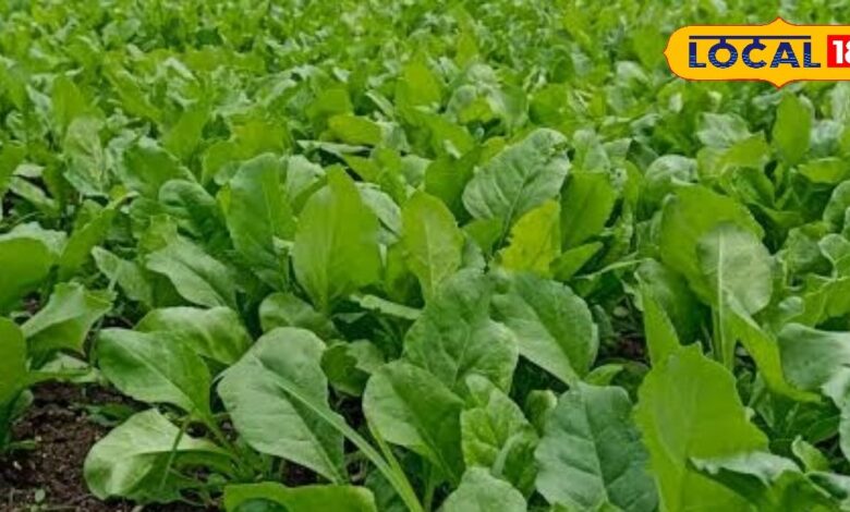 स्वाद और सेहत का खजाना है यह पत्तेदार सब्जी, आयरन और कैल्शियम का है खजाना, महिलाओं के लिए है वरदान