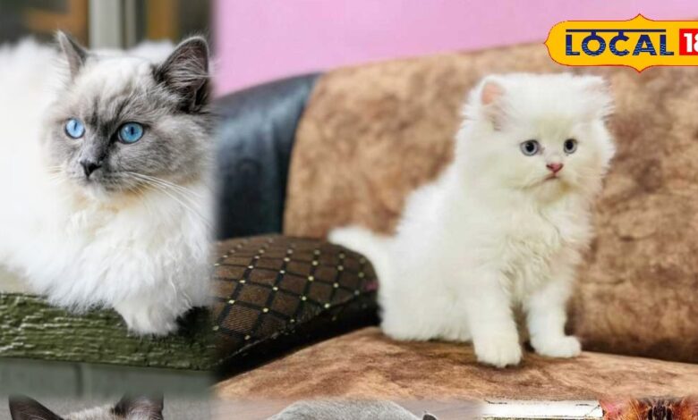 Pet Tips: इंडियन से पर्शियन तक! जानिए कौन सी बिल्ली आपके घर और परिवार के लिए है बेस्ट चॉइस