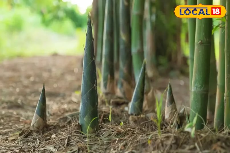 बांस (Bamboo) अधिकांश बांस की प्रजातियाँ मोनोकार्पिक होती हैं। वे 40-80 साल तक वृद्धि करते रहते हैं और फिर एक साथ पूरी कॉलोनी में फूल आते हैं, बीज बनते हैं और फिर पौधे मर जाते हैं। यह एक अद्भुत और रहस्यमय घटना है। बांस लगाना बहुत आसान है। यह कटिंग या राइजोम (जड़) से आसानी से उग जाता है। इसे ज्यादा देखभाल की जरूरत नहीं होती और यह तेजी से बढ़ता है।