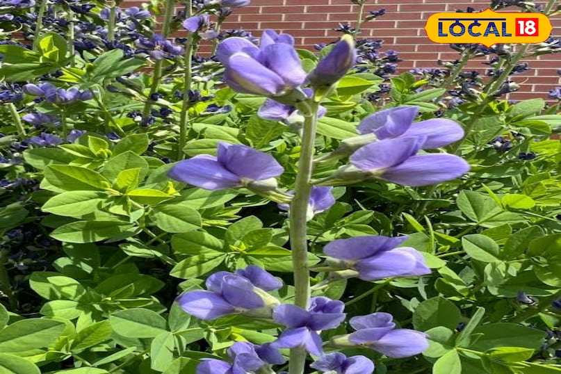 नीले तिपतिया घास के फूल यह फूल हर 12 साल में एक बार खिलता है और दक्षिण भारत के पश्चिमी घाटों की पहाड़ियों को नीली चादर में ढक देता है। अगर इसके बीज मिल जाएँ और मौसम व जलवायु अनुकूल हो, तो इसे लगाना मुश्किल नहीं है। हालाँकि इसके फूल आने में लंबा इंतजार करना पड़ता है।