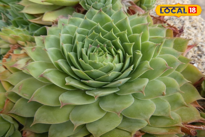 हाउसलेक यह छोटा और सुंदर रसीला पौधा है। यह कई साल तक वृद्धि करता रहता है और फिर जब परिपक्व होता है, तो इसके बीच से एक फूलदार तना निकलता है। फूल आने और बीज बनने के बाद वह मुख्य पौधा मर जाता है, लेकिन उसने अपने आसपास बहुत सारे छोटे पौधे बना लिए होते हैं। इसे लगाना बहुत आसान है। एक छोटे से चिक को अलग करके दूसरे गमले में लगा दें। इसे बहुत कम देखभाल और कम पानी की जरूरत होती है।