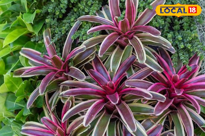 कुछ प्रकार के ब्रॉमेलीड्स ब्रॉमेलीड्स की कई प्रजातियाँ मोनोकार्पिक होती हैं। वे कई साल तक सजावटी पत्तियों के रूप में बढ़ती रहती हैं और फिर जीवन के अंत में एक शानदार और चमकीला फूल देती हैं। फूल के बाद मुख्य पौधा धीरे-धीरे मरने लगता है, लेकिन उसके आधार पर नए पौधे (पप्स) निकल आते हैं। ये घर के अंदर लगाने के लिए बेहतरीन पौधे हैं। इन्हें ज्यादा देखभाल की जरूरत नहीं होती और ये कम रोशनी में भी जीवित रह सकते हैं। नए पप्स को अलग करके आसानी से नए पौधे तैयार किए जा सकते हैं।