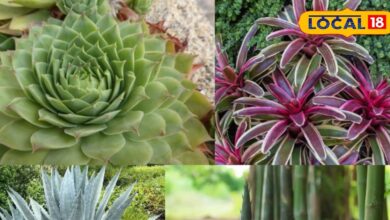 Gardening Tips | Unique Plants | Self-seeding Flowers | Eco-Friendly Gardening | Garden Care | Sustainable Gardening | Beautiful Garden | Nature Magic | Blooming Plants