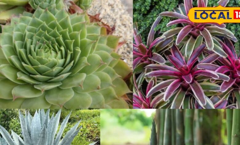 Gardening Tips | Unique Plants | Self-seeding Flowers | Eco-Friendly Gardening | Garden Care | Sustainable Gardening | Beautiful Garden | Nature Magic | Blooming Plants