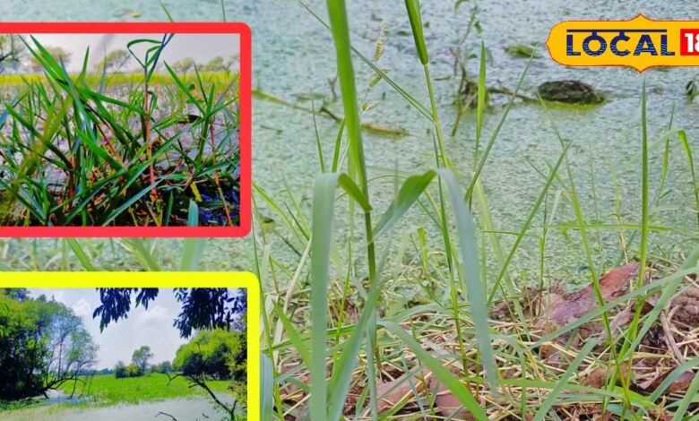 Keoladeo National Park | Migratory Birds | Siberian Birds | Bharatpur Bird Sanctuary | Winter Tourism | Bird Watching