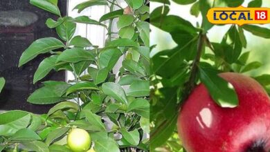 Citrus & Pomegranate Pest Control Tips in Rainy Season