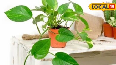 Money Plant Benefits for Better Sleep & Stress Relief