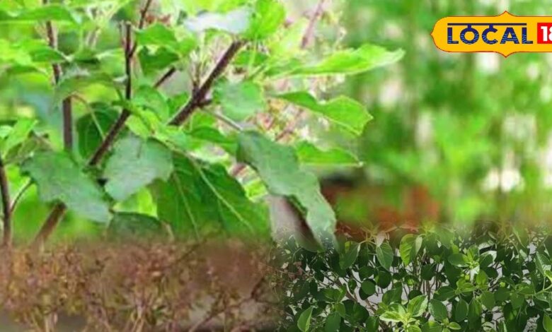 एक चम्मच एप्सम सॉल्ट से तुलसी बनेगी घनी, हरी और चमकदार! जानिए कैसे ले इसे काम