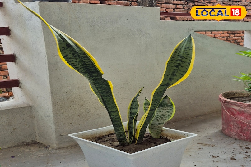 स्नेक प्लांट इसे मदर-इन-लॉ'ज़ टंग भी कहते हैं। यह पौधा रात के समय भी ऑक्सीजन छोड़ता है, जबकि ज्यादातर पौधे दिन में ऑक्सीजन देते हैं। इसलिए इसे बेडरूम या बालकनी में रखना फायदेमंद है। यह फॉर्मेल्डिहाइड, बेंजीन, ट्राइक्लोरोएथिलीन, जाइलीन को हटाता है 