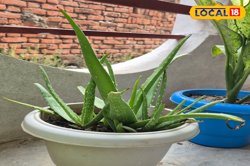 एलो वेरा एलो वेरा सिर्फ त्वचा और बालों के लिए ही फायदेमंद नहीं है, बल्कि यह हवा को शुद्ध करने का भी बेहतरीन काम करता है। यह हवा में मौजूद फॉर्मेल्डिहाइड और बेंजीन जैसे हानिकारक रसायनों को फिल्टर करता है। एक बोनस के रूप में, इसकी पत्तियों में मौजूद जेल जलन, घाव और सनबर्न में राहत देता है। इसे भरपूर धूप और कम पानी की जरूरत होती है।