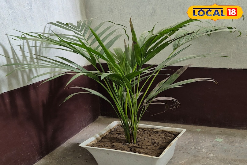 एरेका पाम NASA के शोध के मुताबिक एरेका पाम हवा से जहरीले तत्व सोखने में सबसे कारगर पौधों में से एक है। यह एक प्राकृतिक ह्यूमिडिफायर का भी काम करता है और हवा में नमी बनाए रखता है। इसकी पत्तियों को रोजाना हल्के पानी का छिड़काव करके साफ करें।