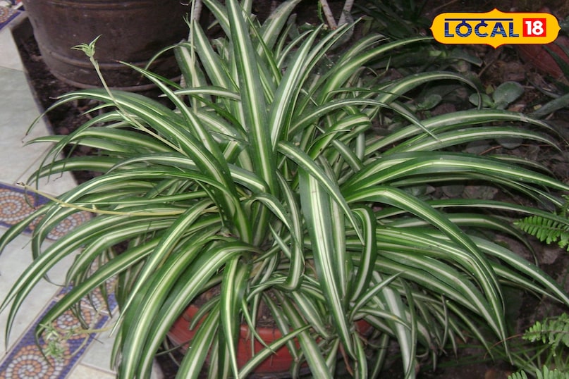 स्पाइडर प्लांट स्पाइडर प्लांट देखभाल में बेहद आसान और तेजी से बढ़ने वाला पौधा है। यह हवा में मौजूद 90% तक फॉर्मेल्डिहाइड को सोख सकता है, जो कारपेट, प्लाईवुड और फर्नीचर से निकलता है। यह पौधा छोटे-छोटे स्पाइडरेट पैदा करता है, जिन्हें अलग करके नए पौधे तैयार किए जा सकते हैं।