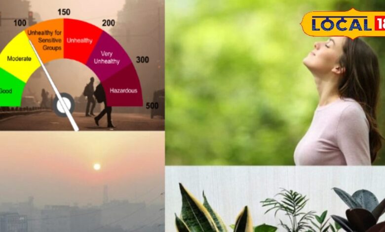 घर की हवा शुद्ध करने वाले पौधे: स्नेक प्लांट, एरेका पाम, एलोवेरा